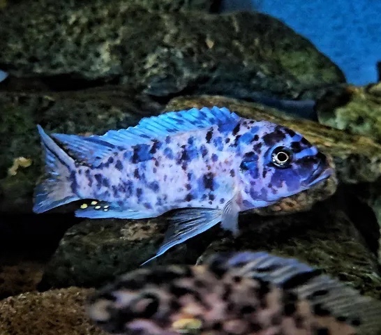 Maylandia zebra 'Thumbi Point'